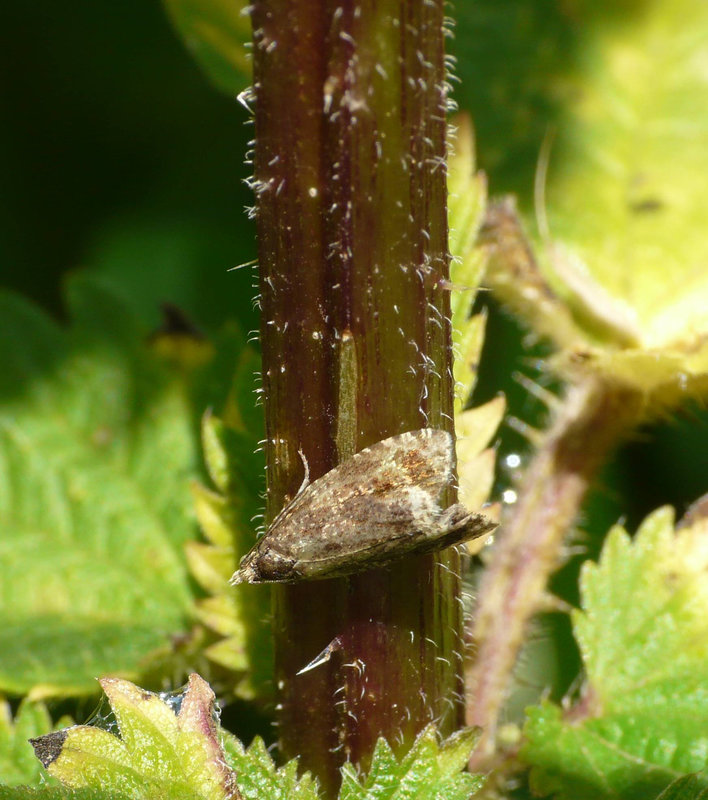 Orthotaenia undulana