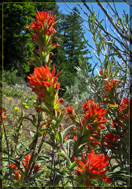 Indian Paintbrush