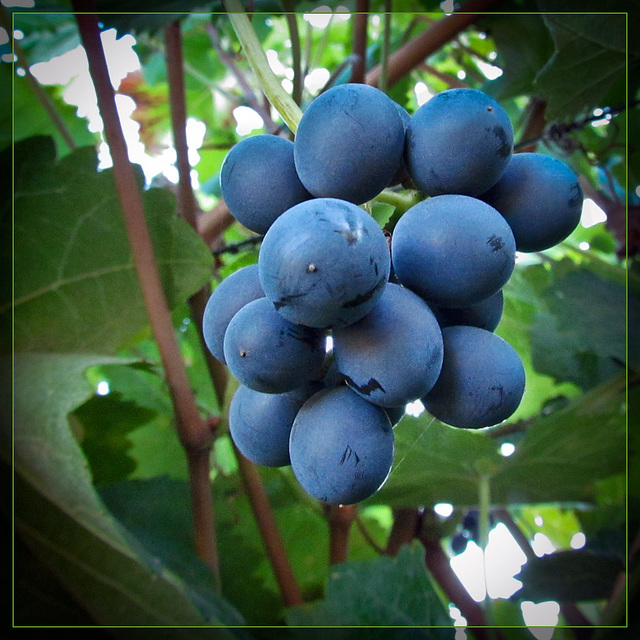 Plump Blue Grapes