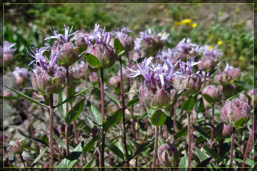 Purple Beauties