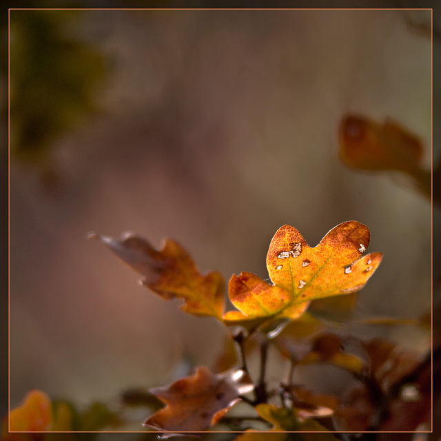 Flaming Oak Leaf