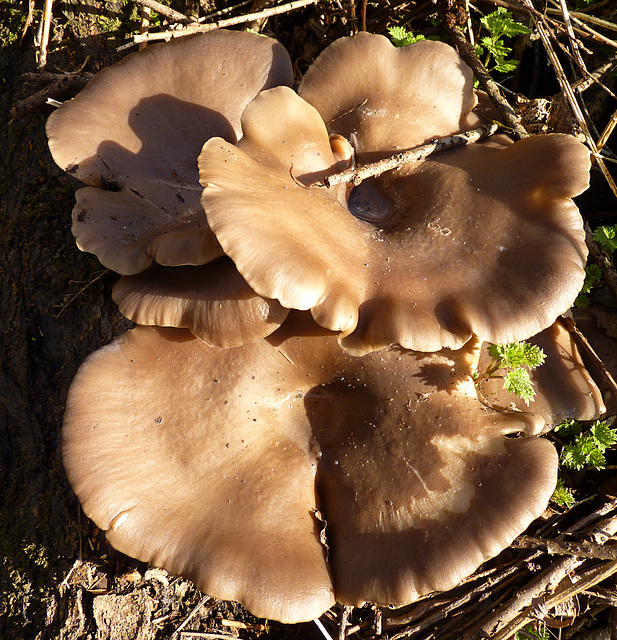 Large Fungi