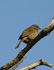 Dunnock