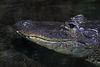 Mississippi-Alligator (Hellabrunn)