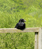 Carrion Crow