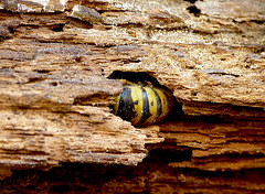 Common Wasp Queen Hidey Hole