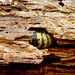 Common Wasp Queen Hidey Hole