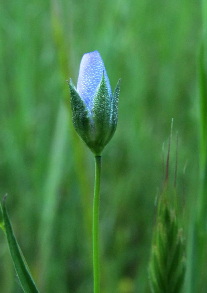 Flax Bud