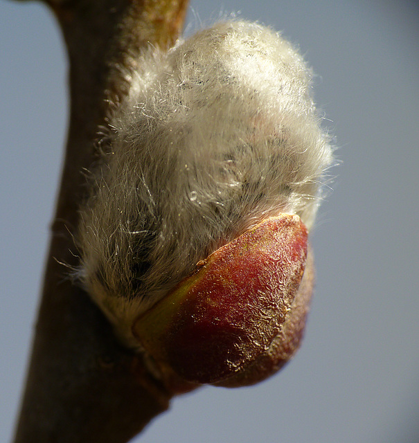 White Willow Bud