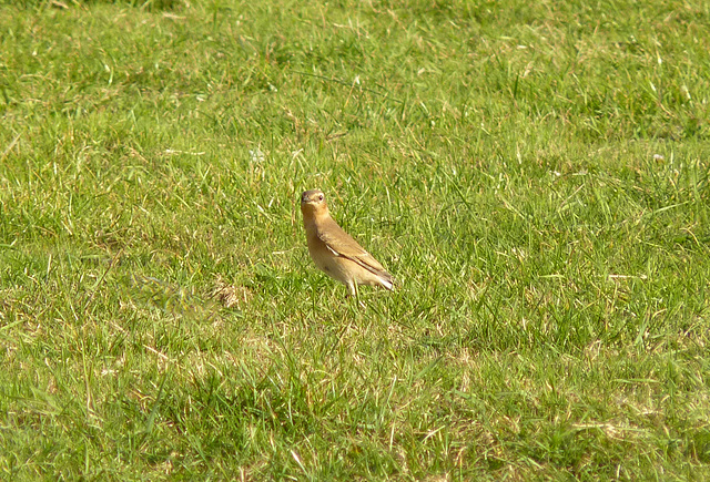 Wheatear Female