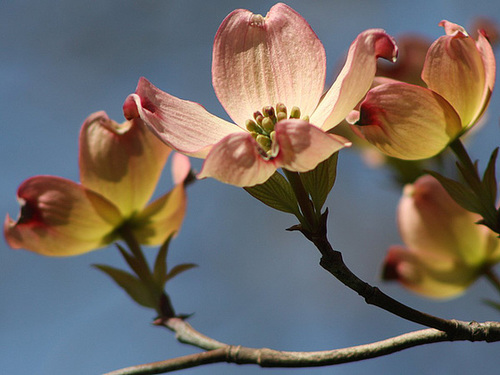 Golden Dogwood