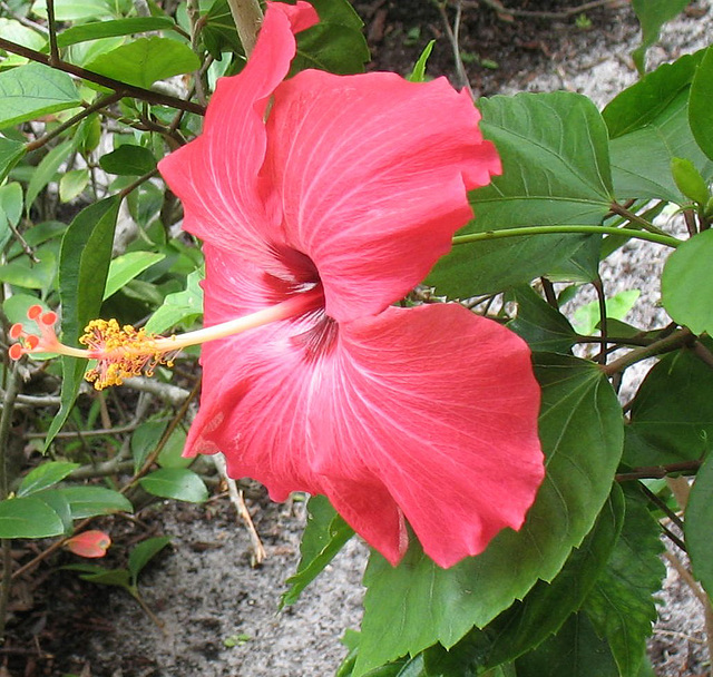 Hibiscus..