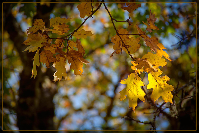 Colorful Oak Leaves with Sun Shining Through