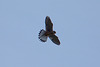 Kestrel