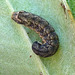 Patio Life: Setaceous Hebrew Character Caterpillar