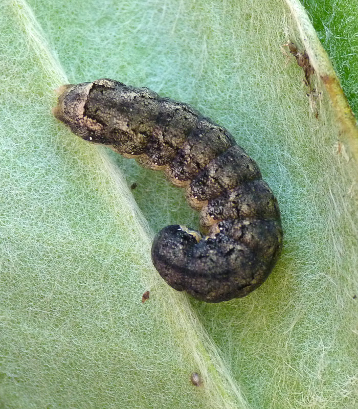 Patio Life: Setaceous Hebrew Character Caterpillar