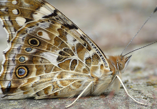 Painted Lady Butterfly