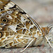 Painted Lady Butterfly