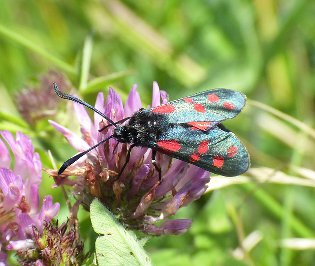 Six-spot Burnet