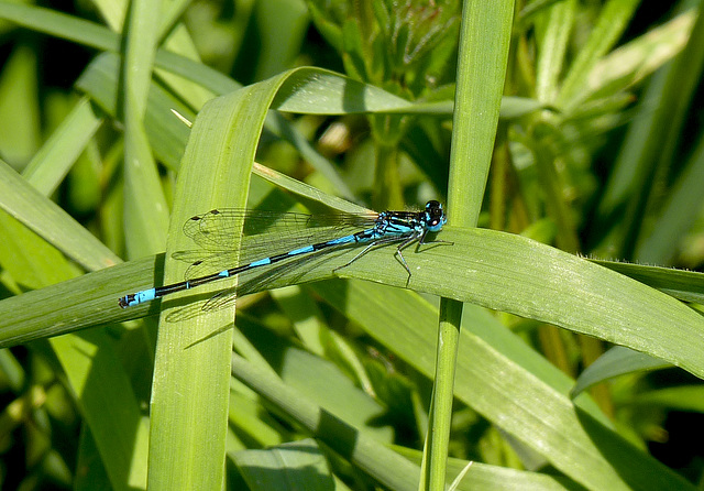 Variable Damselfly Male