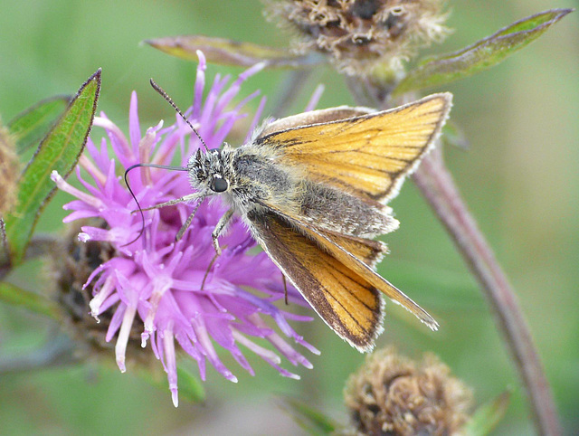 Small Skipper