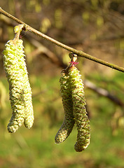 Common Hazel Catkins & Flower