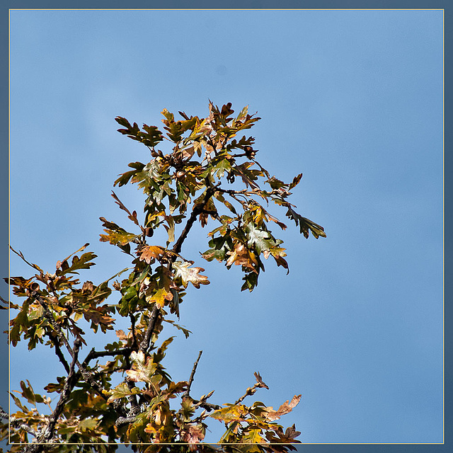 Oak Leaves Against the Sky