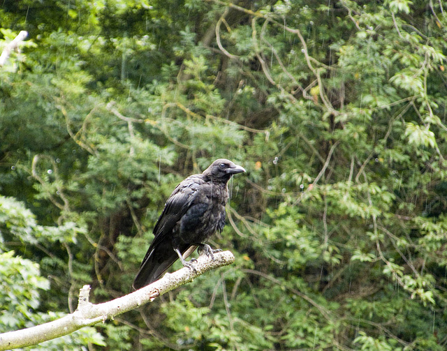 Young Raven