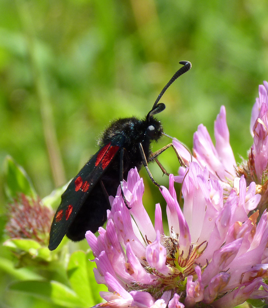 Six-spot Burnet