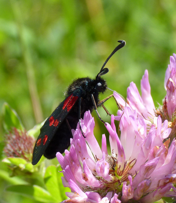 Six-spot Burnet