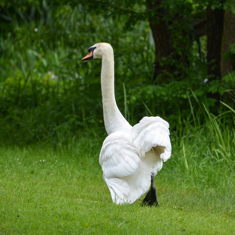 Der genervte Schwan