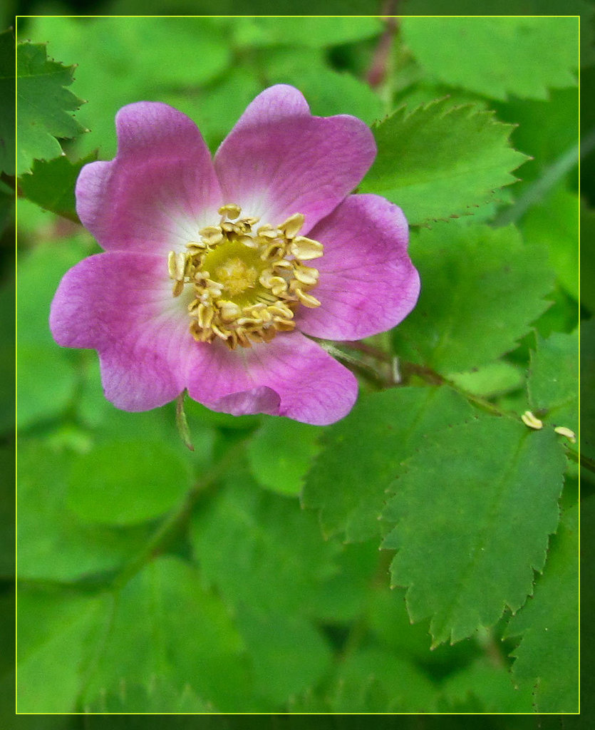 Lovely Baldhip Rose