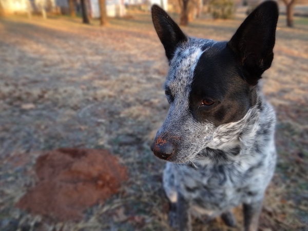 I did not stick my nose in the gopher pile !