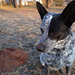 I did not stick my nose in the gopher pile !