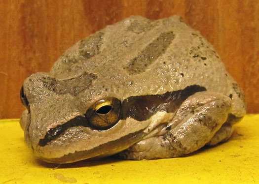 Pacific Tree Frog in our Shop