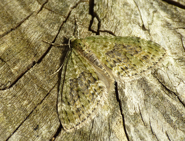 Yellow-barred Brindle