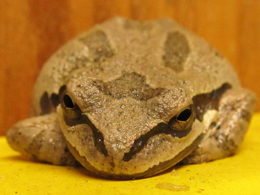 Pacific Tree Frog in our Shop