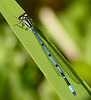 Azure Damselfly Male