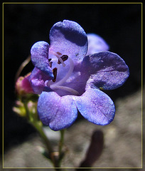 Lovely Penstemon Blossom