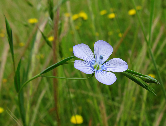 Flax Blossoms