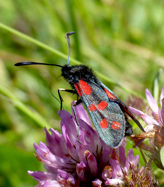 Six-spot Burnet