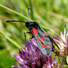 Six-spot Burnet