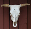 Cow Skull