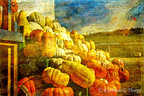 Asheville Farmers' Market Gourds and Pumpkins - Lenabem Texture