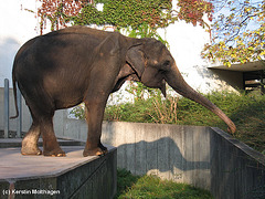 Elefantin Vilja