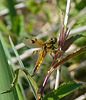 Four-spotted Chaser