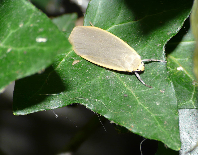 Buff Footman