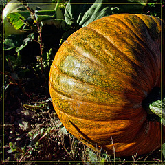 Pumpkin with Green Veins