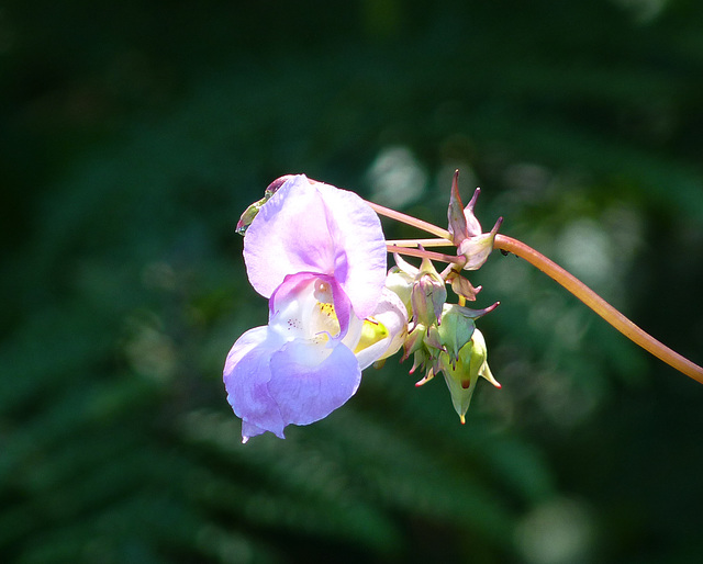 Himalayan Balsam