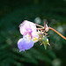 Himalayan Balsam